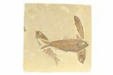 Four Detailed Fossil Fish (Knightia) - Wyoming #240375-1